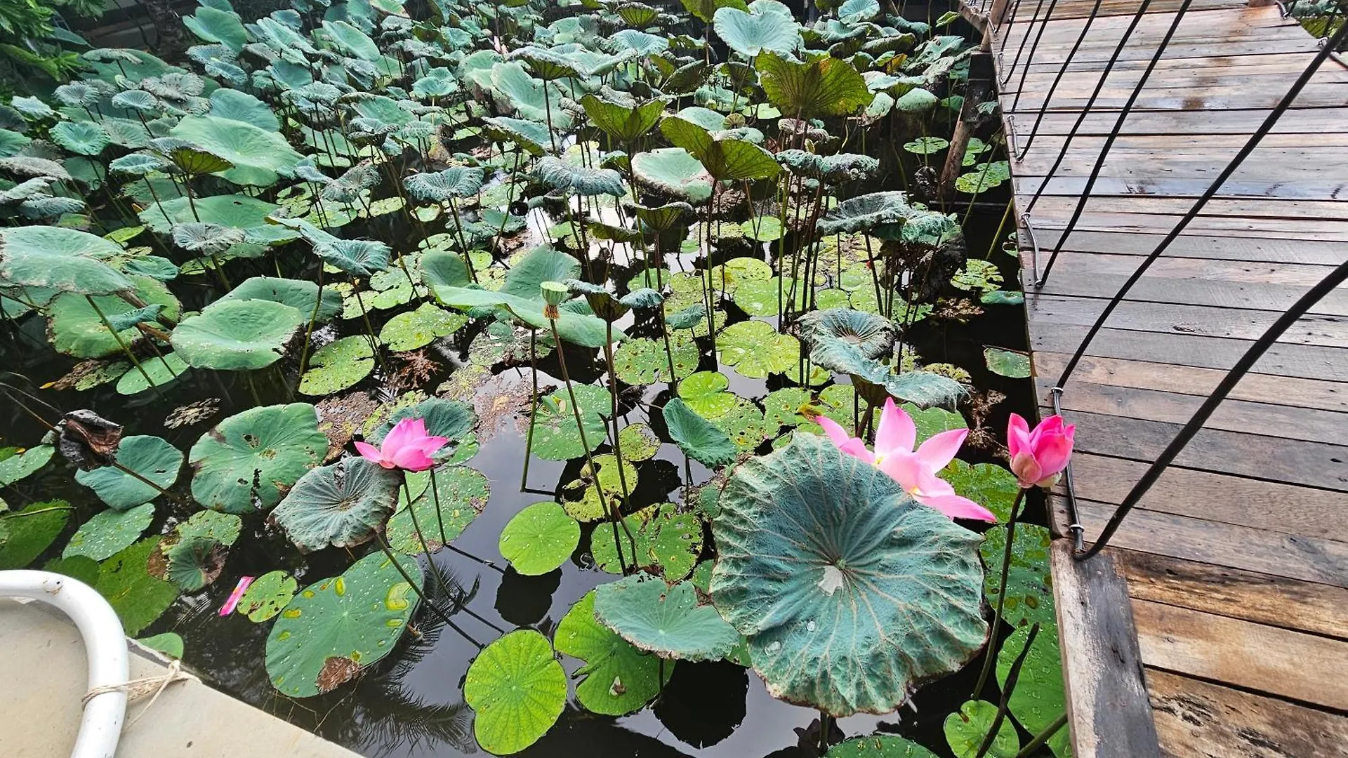 Luxury tent Nha Tren Ho Tai Homestay Sen & Zen Villa Vietnam