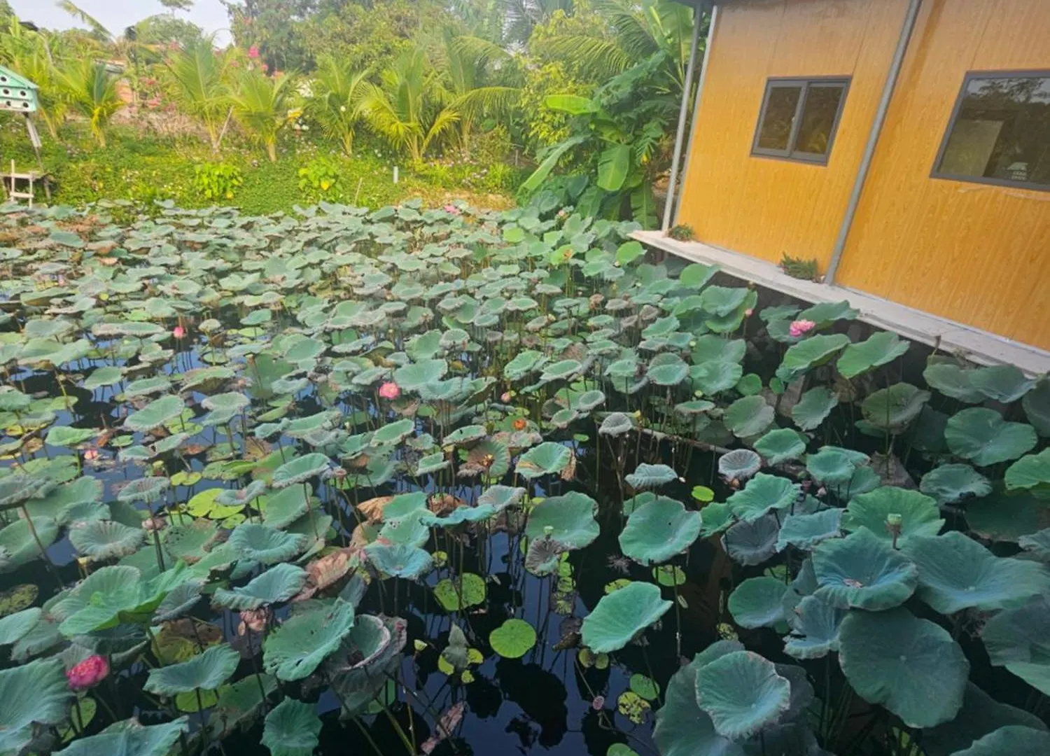 Nha Tren Ho Tai Homestay Sen & Zen Villa