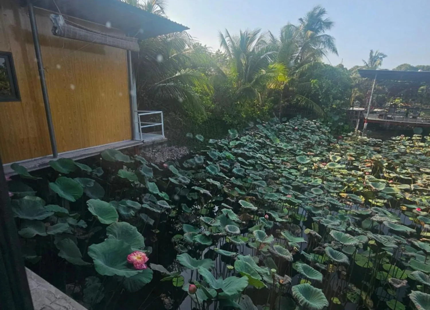 Nha Tren Ho Tai Homestay Sen & Zen Villa 0*, Vung Tau Vietnam